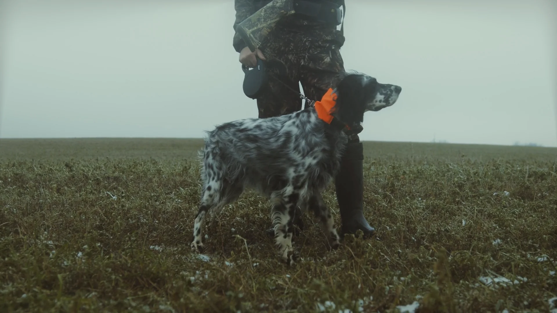 A black-and-white bird dog with an orange collar sits and stands beside a camouflaged hunter in an open field.